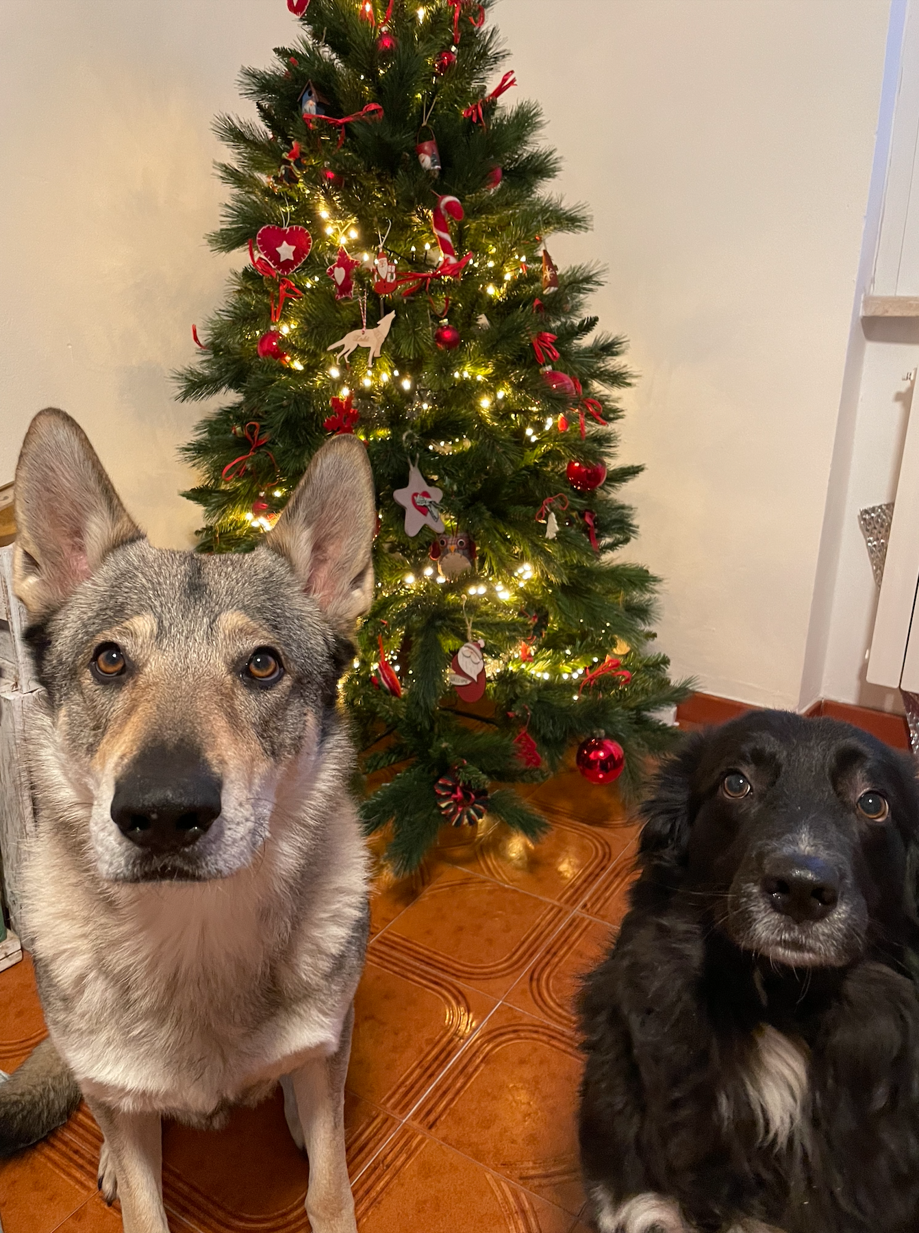 Natale con il cane: 10 consigli festeggiare insieme!